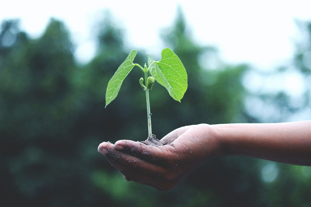 6 Ways We Are Lessening Our Ecological Footprint at Rejuvaskin