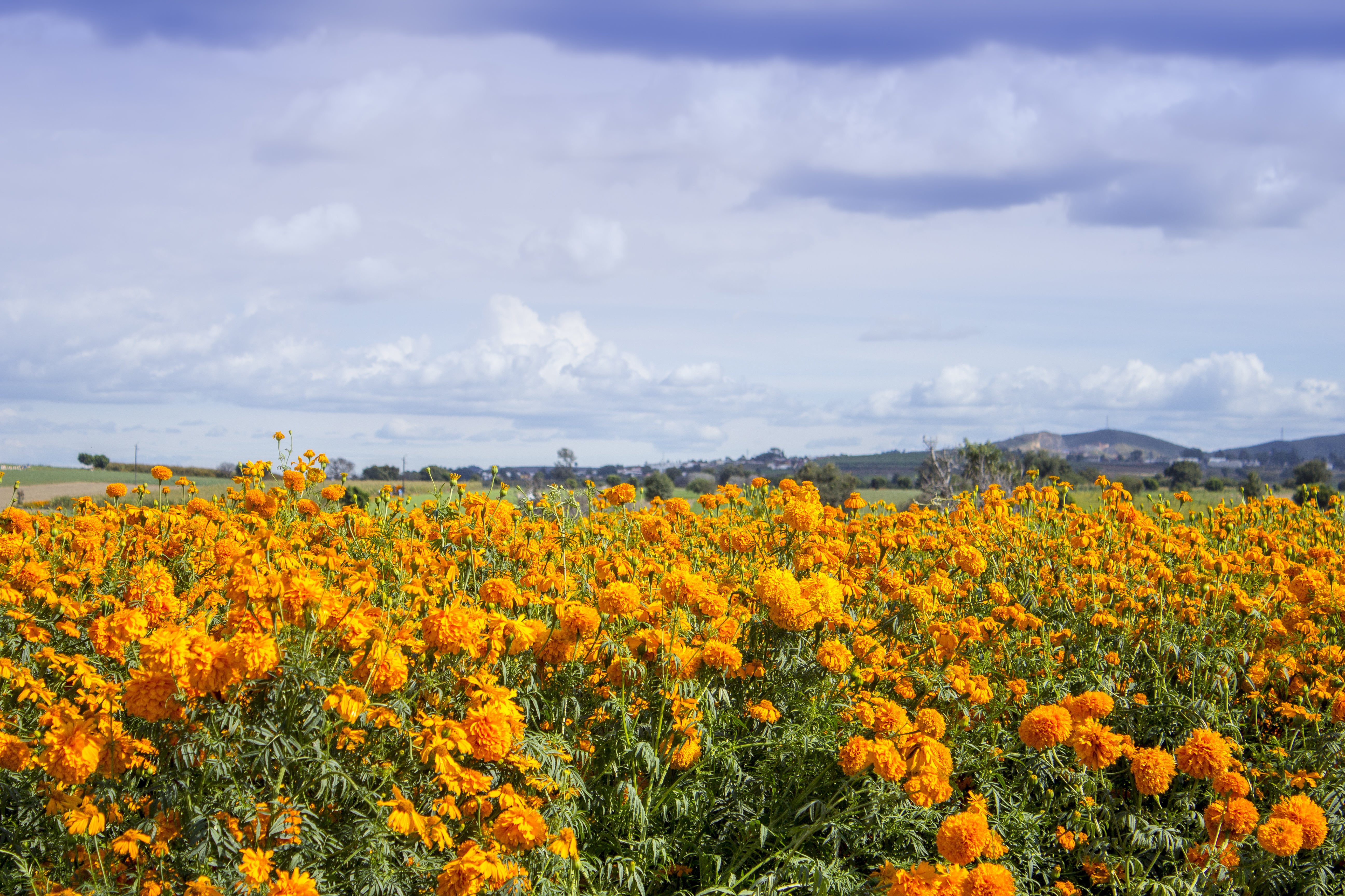 Ingredient Spotlight: The Benefits of Calendula Oil