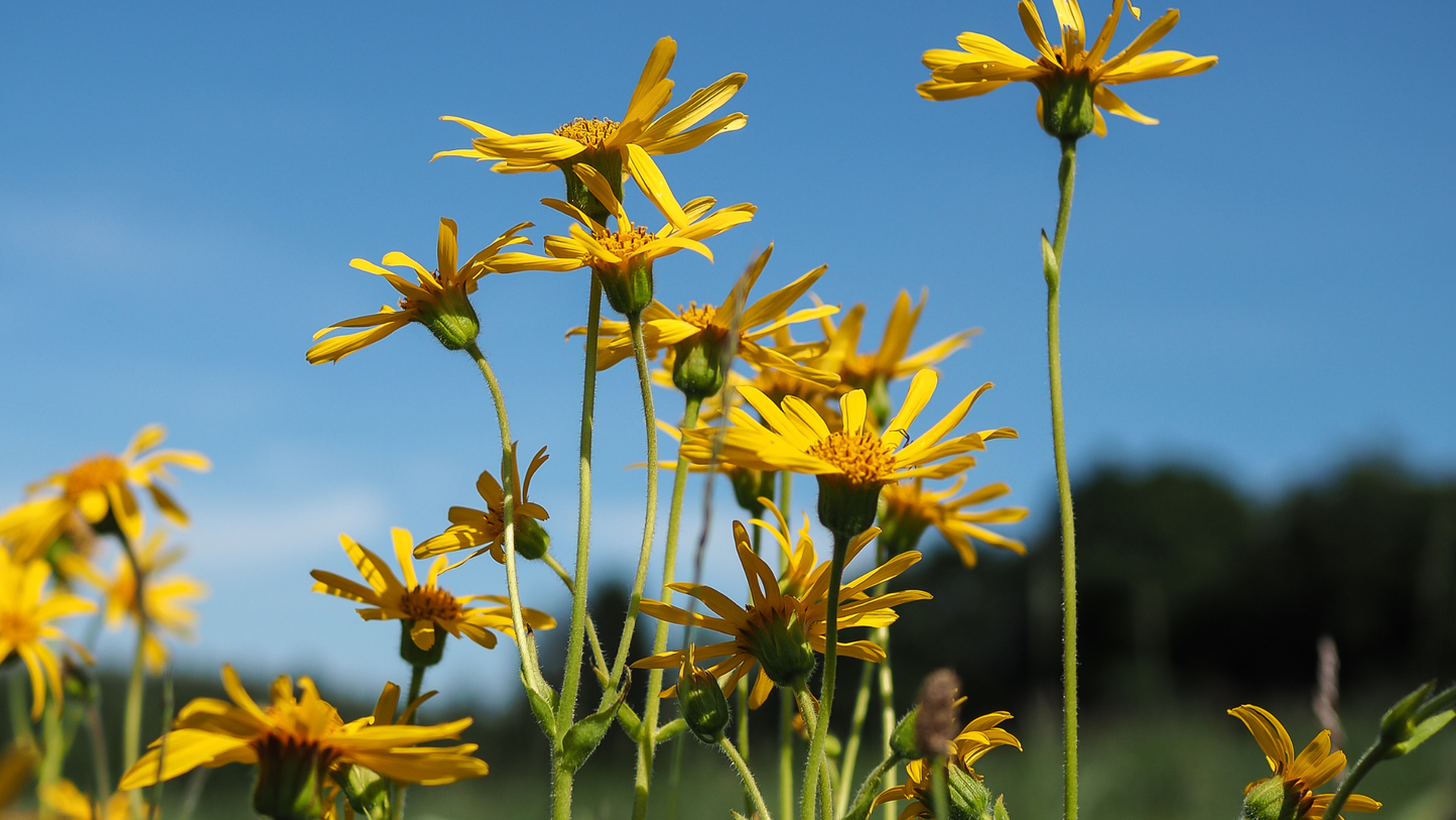 What Is Arnica Montana Flower Used For? | Scar Ingredient Spotlight