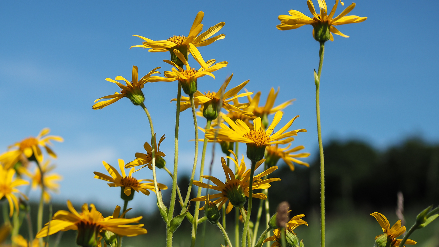 What Is Arnica Montana Flower Used For?