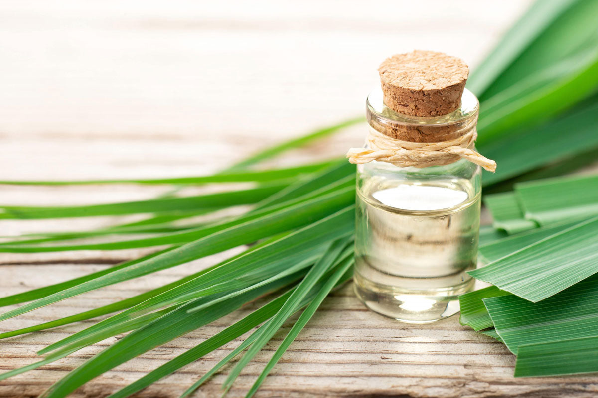 Ingredient Spotlight: Cymbopogon Flexus Oil and Its Countless Skin Care Benefits